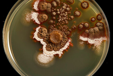 Голубая плесень