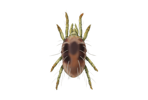 Клещи паутинные и другие клещи