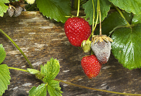 Серая гниль (Ботритис)