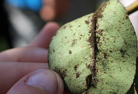 Грушевая медяница