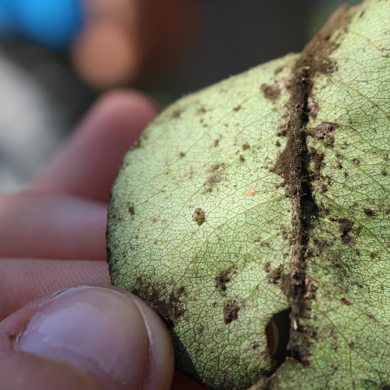 Pear sucker Cacopsylla pyri damage on leaves