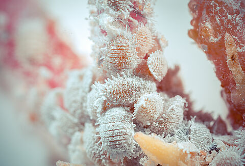 Мучнистый червец виноградный