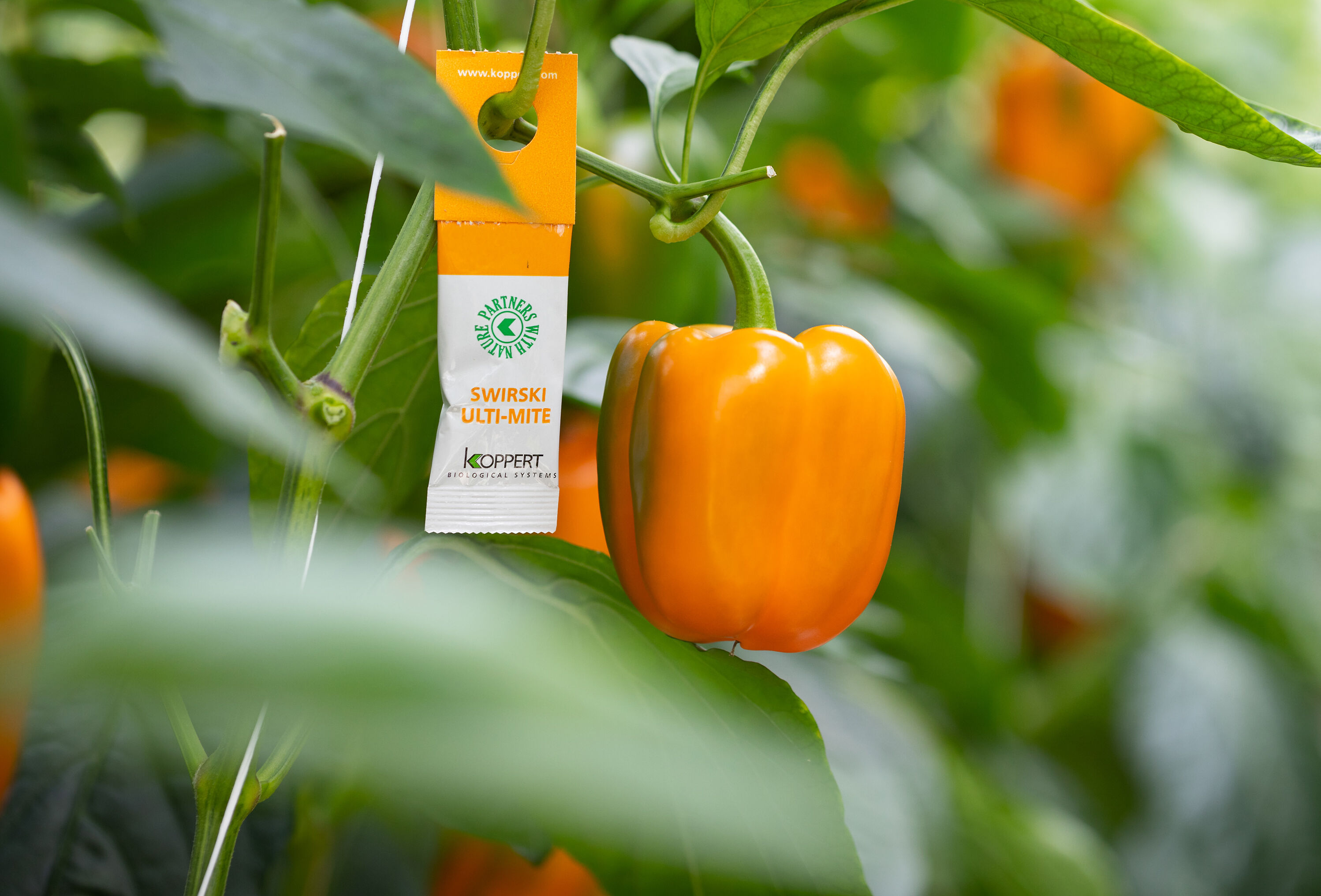 Все начинается со Swirski