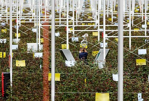 Отличные результаты на розах благодаря IPM