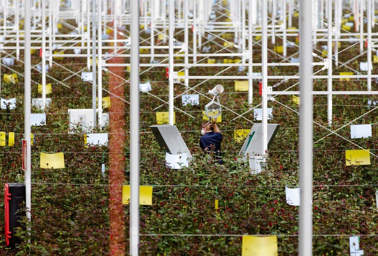 Отличные результаты на розах благодаря IPM