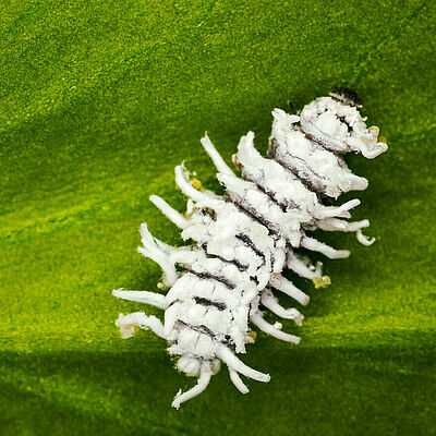 Кукольная стадия Crypolaemus montrouzeri