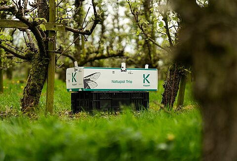 Советы по опылению культур открытого грунта