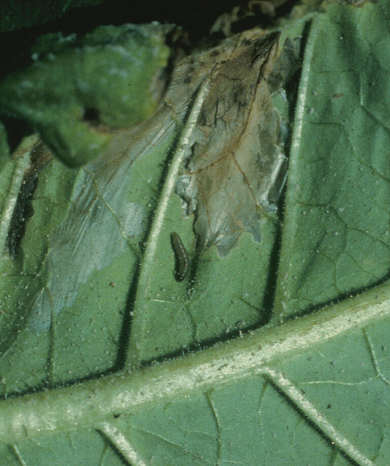 Potato tuber moth Phthorimaea operculella