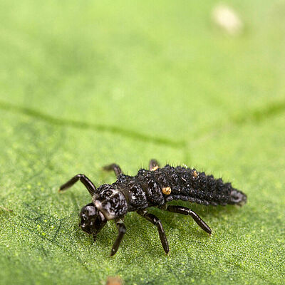 Личиночная стадия Adalia bipunctata