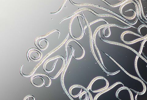 Борьба с гусеницами с помощью нематод