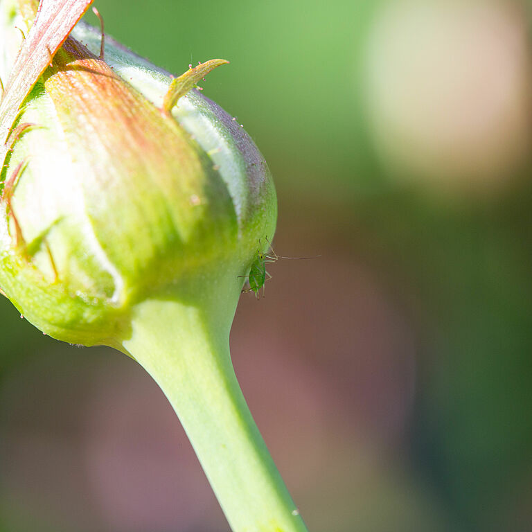 Rose aphid Macrosiphum rosae