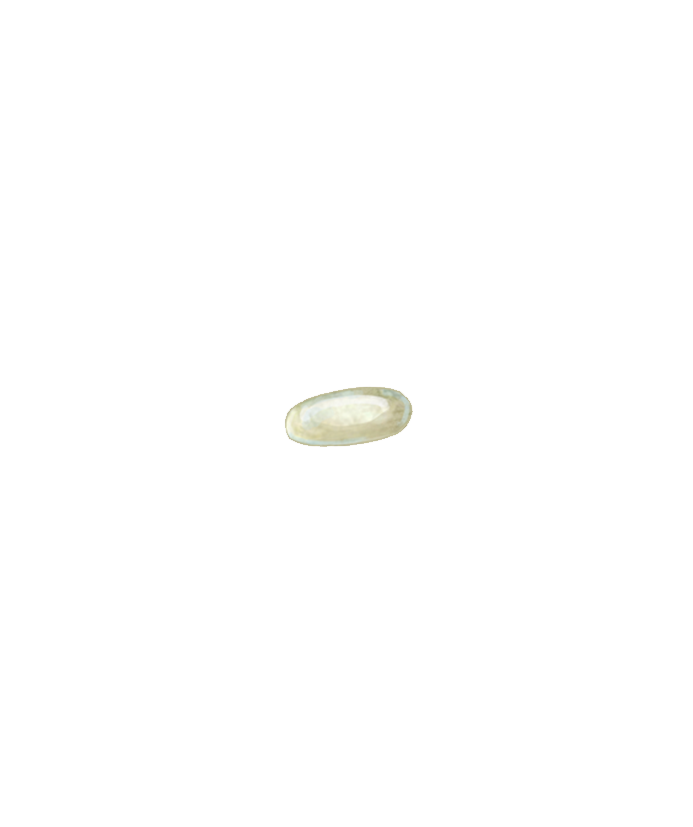 Tomato leaf miner Liriomyza bryoniae egg