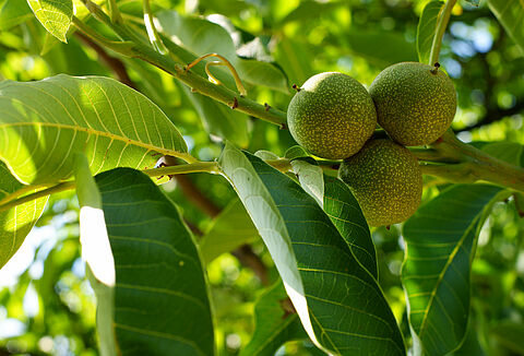 Грецкий орех