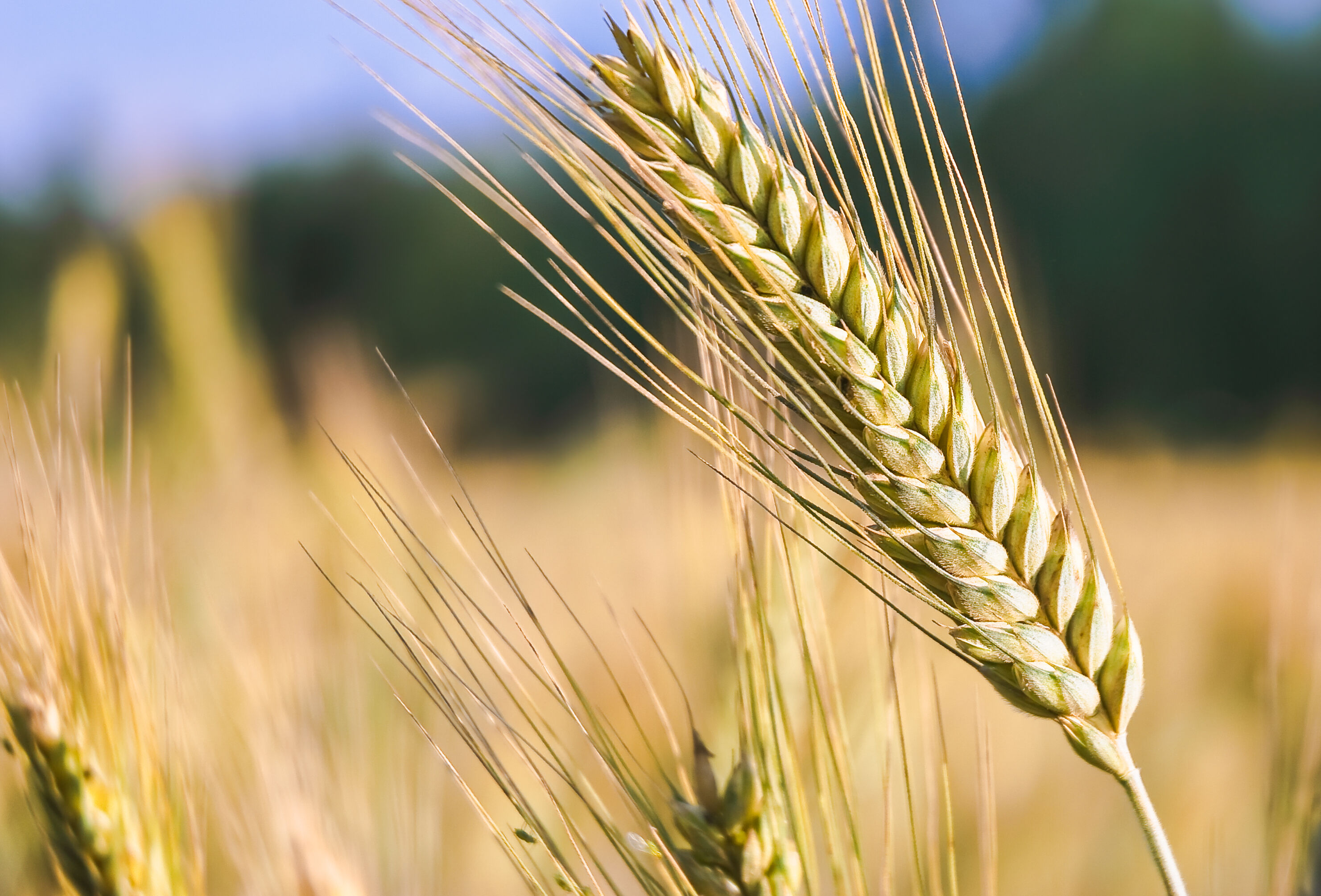 IV Всероссийский Съезд по защите растений