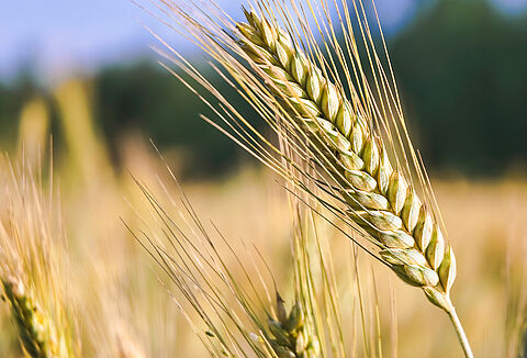 IV Всероссийский Съезд по защите растений