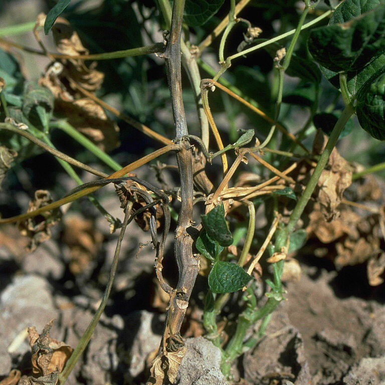 Damage caused by Charcoal rot of bean and tobacco