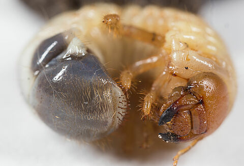 Хрущик садовый