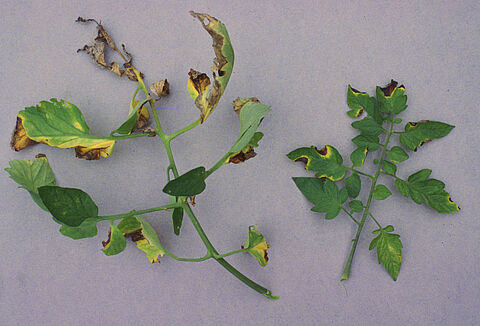 Бактериальный рак томата