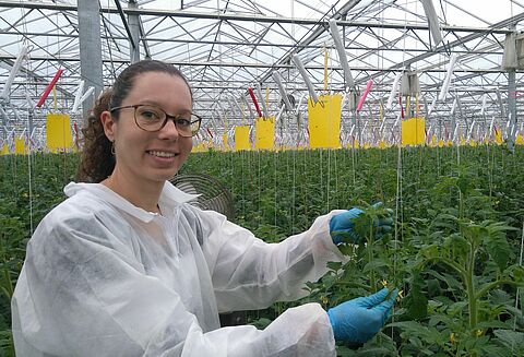 Нематоды против Незидиокориса – опыт Франции