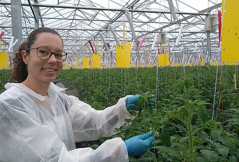 Нематоды - надежное средство для борьбы с незидиокорисом во Франции