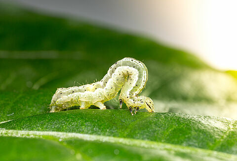 Пасленовая металловидка