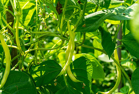 Фасоль обыкновенная