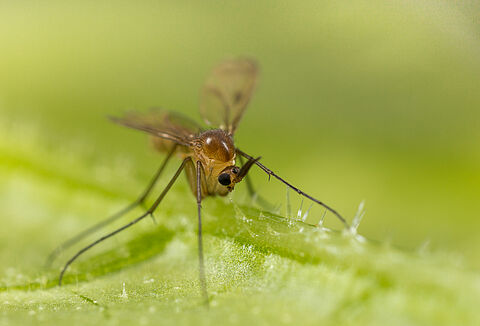 Листовые минирующие мушки Lyprautas spp.