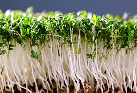 Кресс-салат