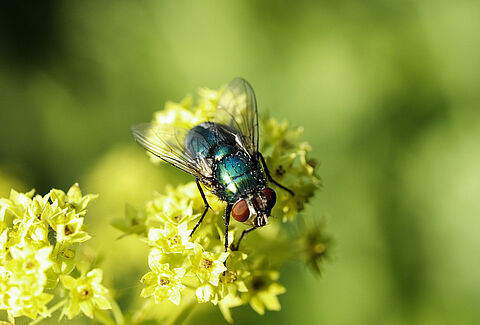 Контрольный лист по опылению Natupol Fly