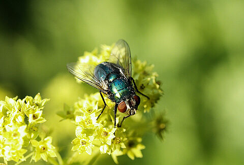 Контрольный лист по опылению Natupol Fly