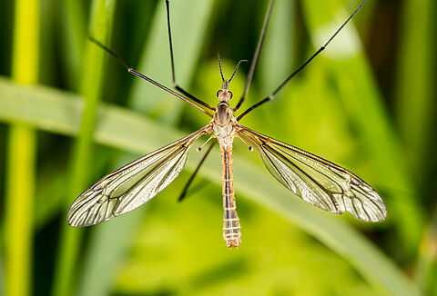 Crane flies