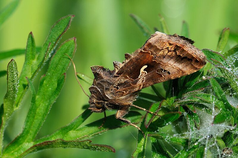 Silver-Y moth Autographa gamma Adult stage
