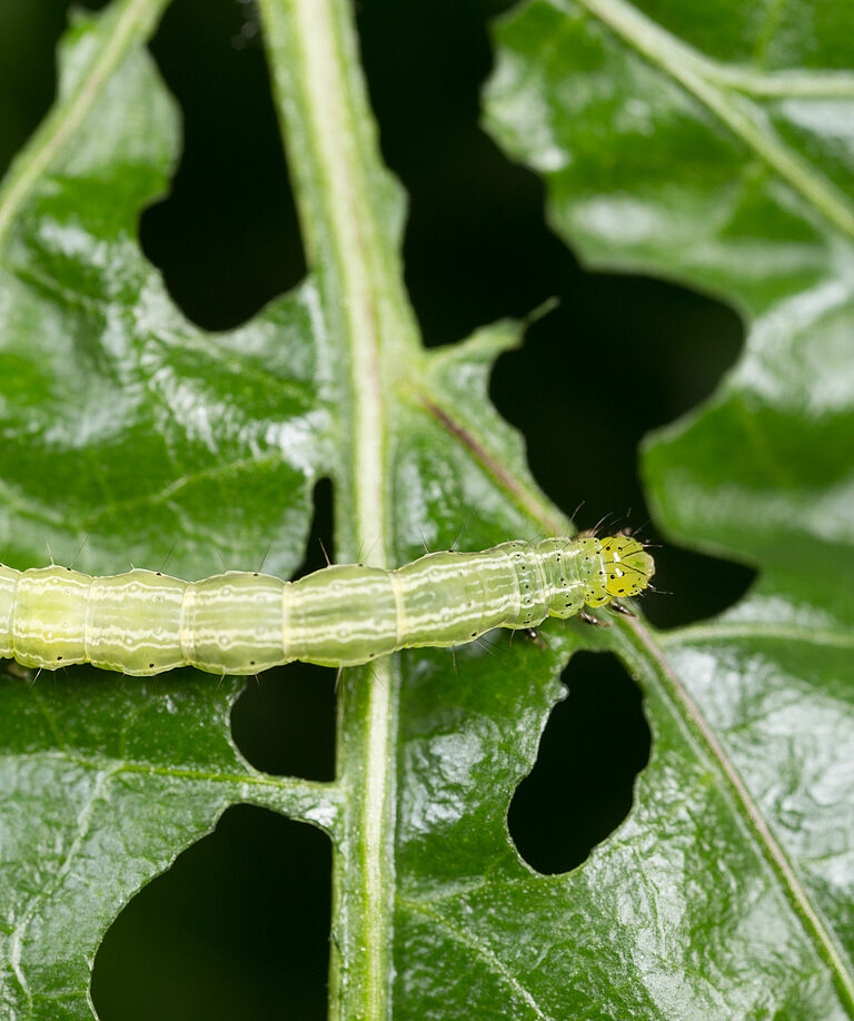Golden twin-spot moth Chrysodeixis chalcites Larva