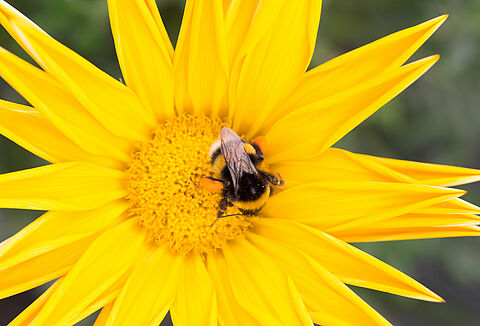 Как защитить шмелей от жары