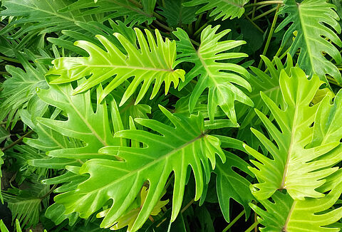 Тропические растения