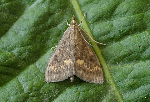 Огневка кукурузная