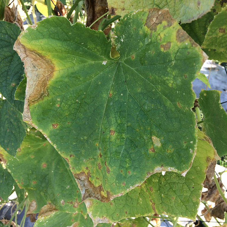 Cucumber leaf damage caused by Gummy stem blight of cucurbits Didymella bryoniae