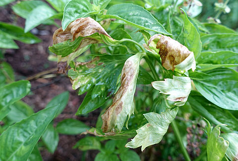 Альтернариоз