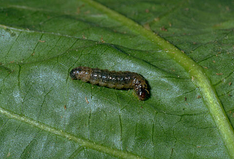 Южноевропейская болотная огневка