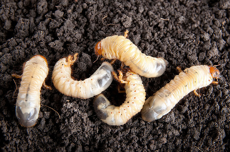 White grub cockchafer Melolontha melolontha Larva