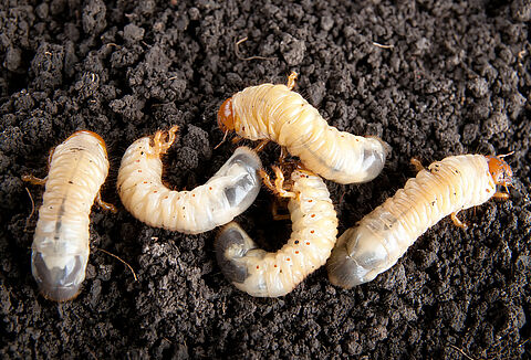 Жуки рода Phyllophaga