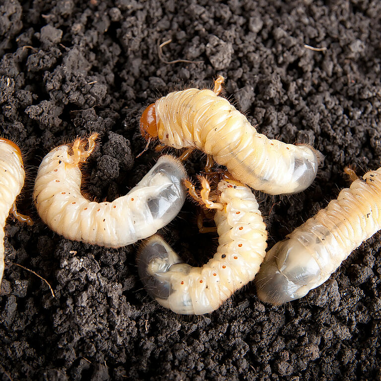 White grub cockchafer Melolontha melolontha Larva