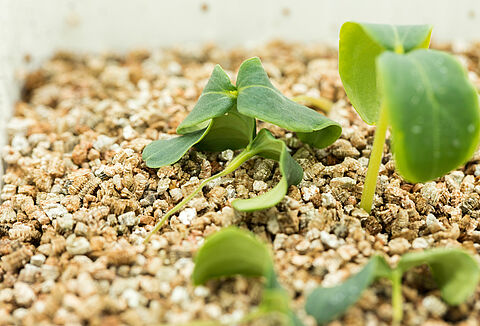 Черная ножка