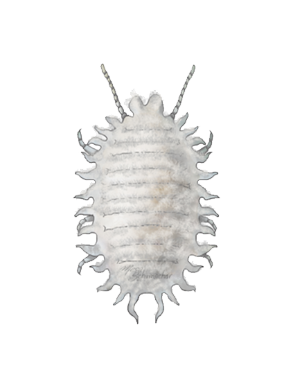 Planococcus citri adult female