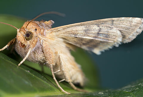 Совки в тепличных культурах