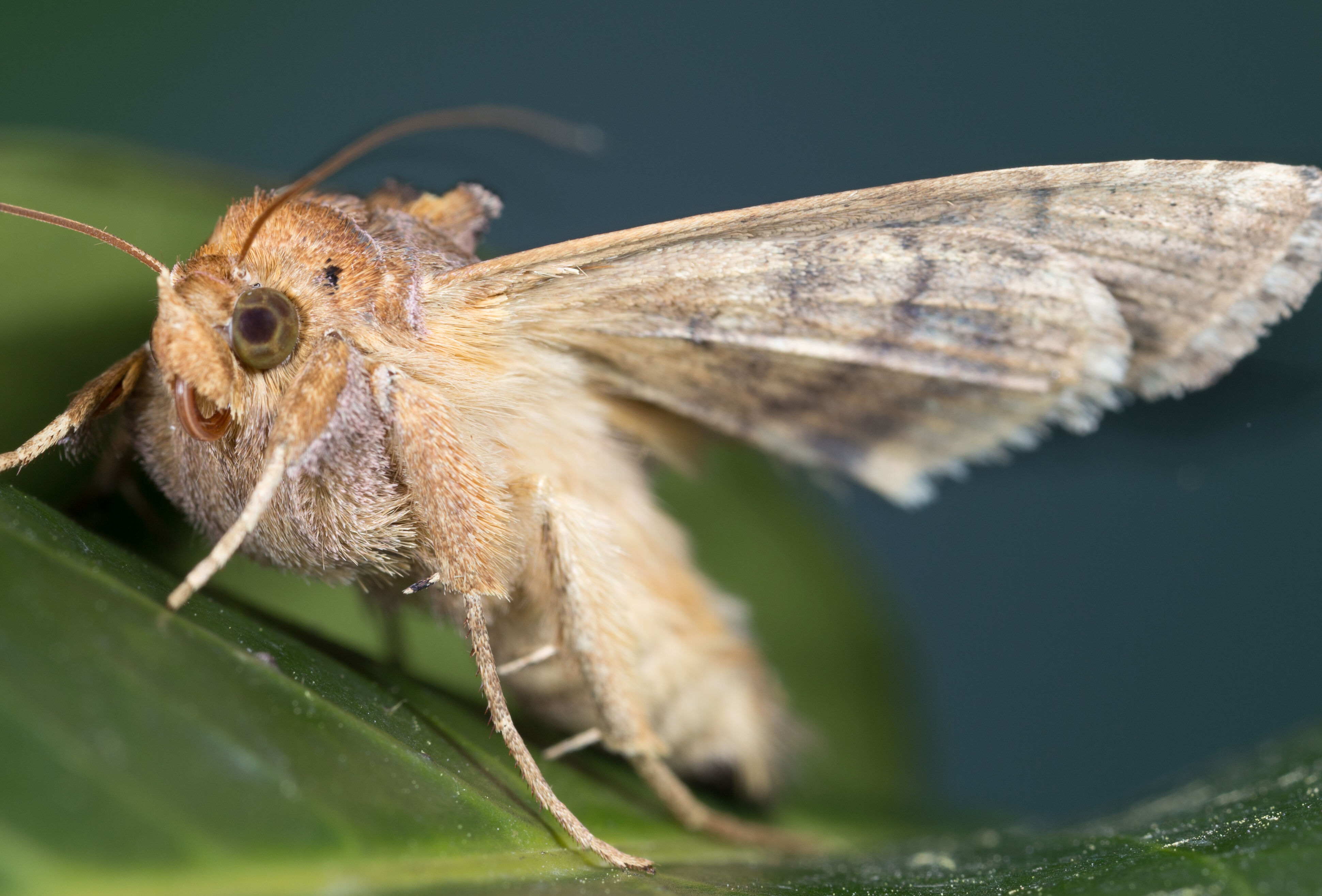 Совки в тепличных культурах