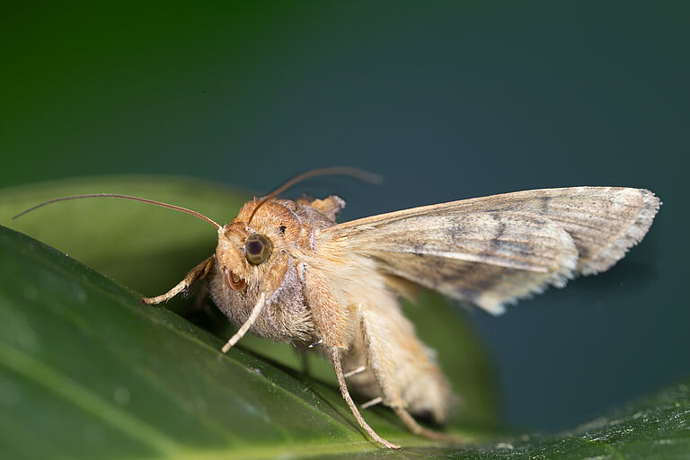 Golden twin-spot moth Chrysodeixis chalcites Adult