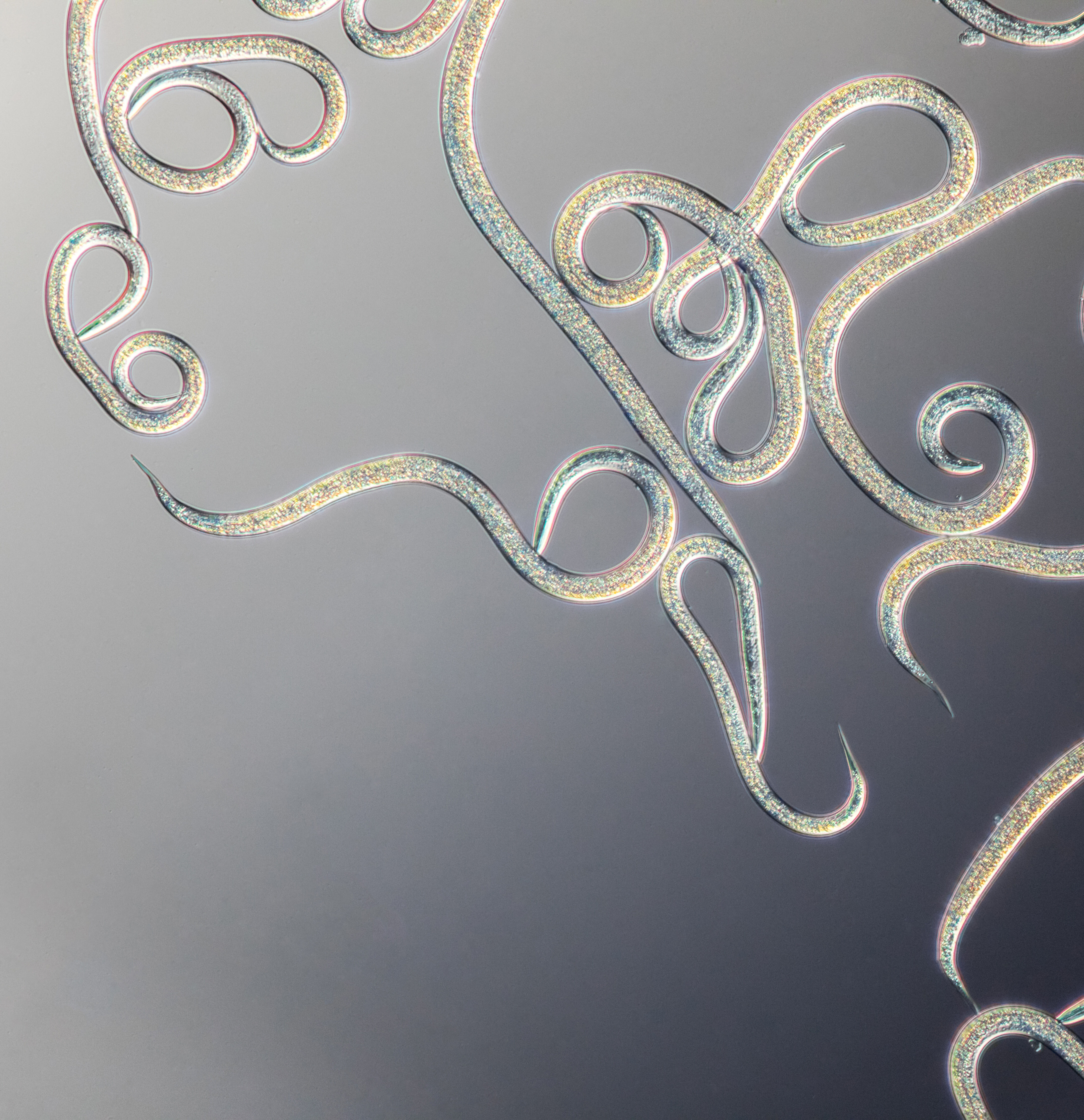 Часто задаваемые вопросы о нематодах