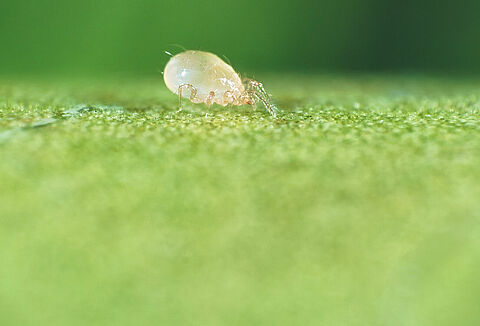 Главные составляющие качества продуктов КОППЕРТ