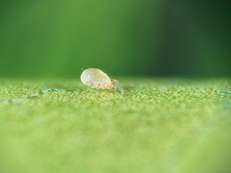 Amblyseius swirskii